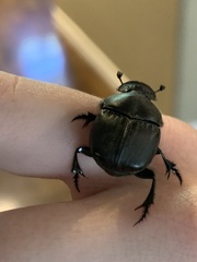 Phanaeus triangularis