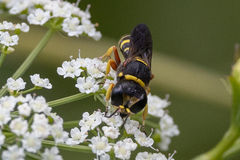 Ectemnius decemmaculatus