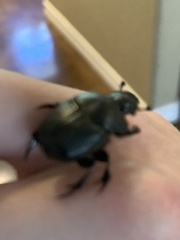 Phanaeus triangularis