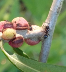 Disholcaspis quercusvirens