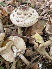 Chlorophyllum