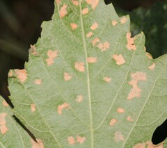 Calepitrimerus vitis