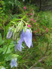 Campanula barbata