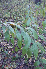 Parietaria officinalis