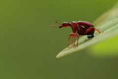 Apoderinae