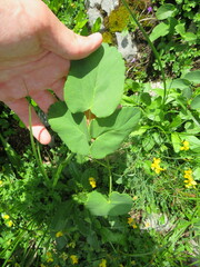 Laserpitium latifolium