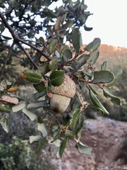 Quercus aucheri