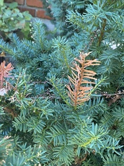 Taxus