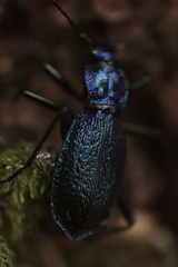 Carabus intricatus