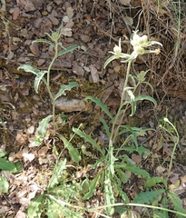Andryala integrifolia