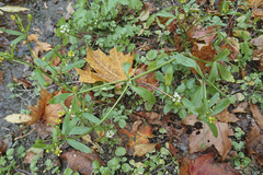 Ranunculus sceleratus