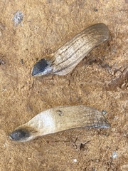Handroanthus chrysotrichus
