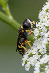 Ectemnius decemmaculatus