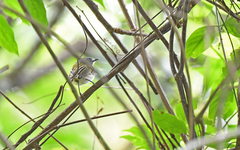 Poecilotriccus sylvia