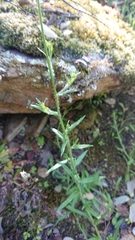 Jasione
