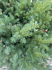 Taxus