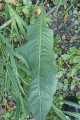 Rumex hydrolapathum