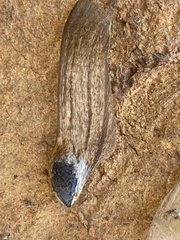 Handroanthus chrysotrichus