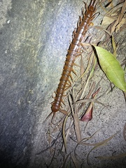 Scolopendra