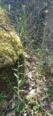 Jasione