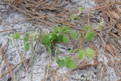 Matelea pubiflora