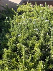 Apis mellifera