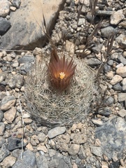 Escobaria chlorantha