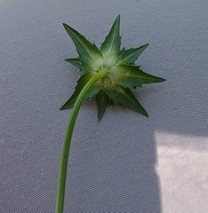 Jasione