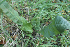 Rumex hydrolapathum