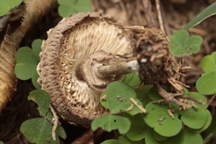 Chlorophyllum