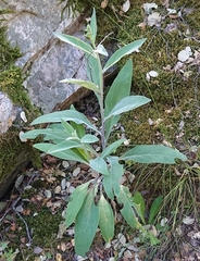 Digitalis mariana