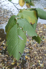 Ulmus laevis