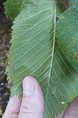 Ulmus laevis