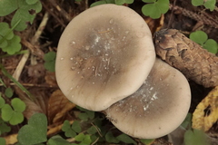 Clitocybe nebularis