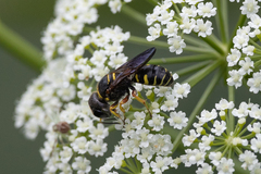 Ectemnius decemmaculatus