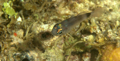 Nectamia bandanensis