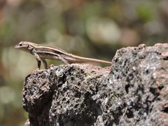 Sceloporus virgatus