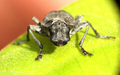 Steirastoma aethiops