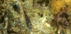 Nectamia bandanensis