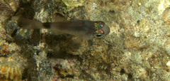 Nectamia bandanensis