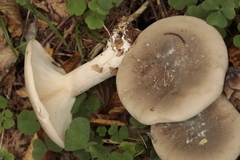 Clitocybe nebularis