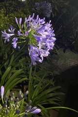Agapanthus praecox