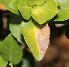 Phyllostictaceae