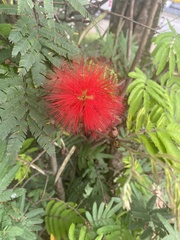 Calliandra