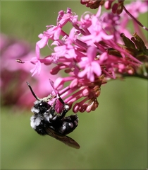 Melecta luctuosa