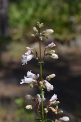 Penstemon multiflorus