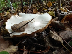 Agaricus sylvicola