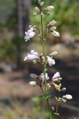 Penstemon multiflorus