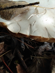 Agaricus sylvicola