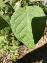 Solanum nigrum